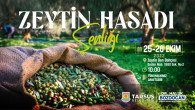 Tarsus Zeytin Hasat Şenliği yarın başlıyor