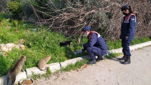 Jandarma ekipleri, kısıtlamada sokak hayvanlarını unutmuyor