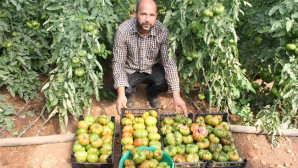 Asırlık tohumla yerli domates yetiştiriyor