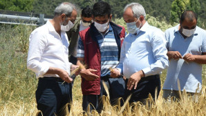 Tarsus Belediyesinin ektiği ata tohumlar hasat edildi