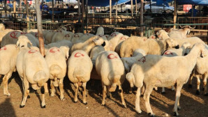 Toroslar’da kurban satış ve kesim yerleri bayrama hazır