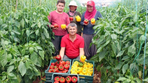 Paprika biberi kilosu 13 liradan hasat edildi