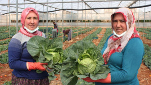 İhracata yeni bir ürün eklendi; Mini lahananın tanesi 10 lira