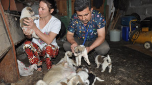 Sokak köpeği ile yavrularına sahip çıktı