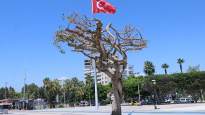 Mersin Büyükşehir Belediyesinden ‘ağaç’ açıklaması