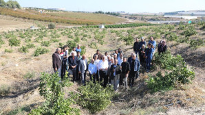 Limon ağaçlarının kesilmesi tepki çekti