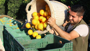 Erdemli’de portakal hasadı zamanı