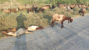 IĞDIR’IN BAHÇE YOLLARI ASFALTLA KAPLANIYOR, ÜRETİCİLERİN NAKLİYE SIKINTISI ORTADAN KALKIYOR